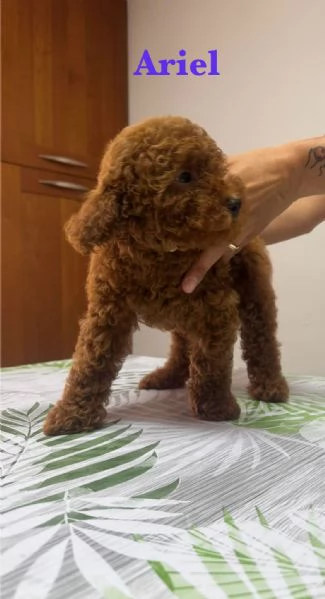 Barboncini pedigree enci  | Foto 0