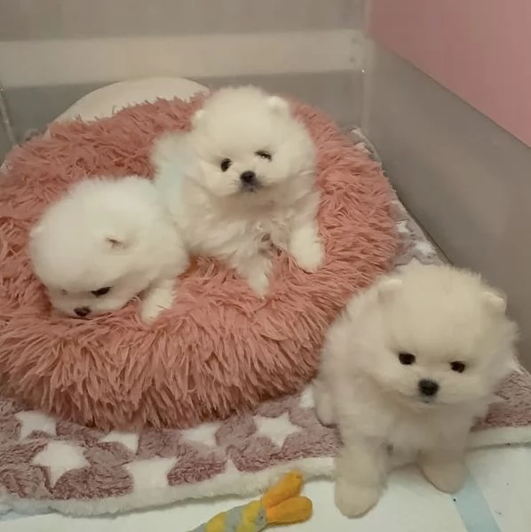 Cucciolo di Pomerania adorabile e sano | Foto 0