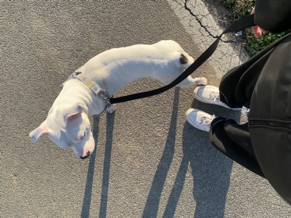 Regalo pitbull bianco 