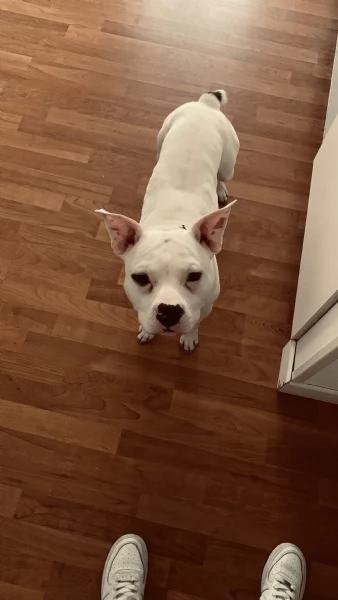 Regalo pitbull bianco  | Foto 3