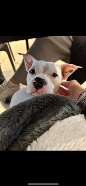 Regalo pitbull bianco  | Foto 2