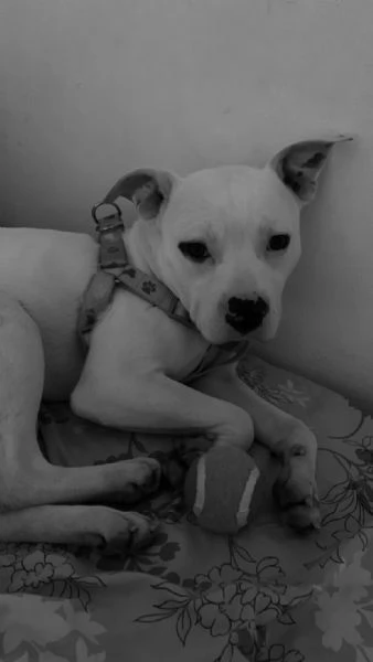 Regalo pitbull bianco  | Foto 0