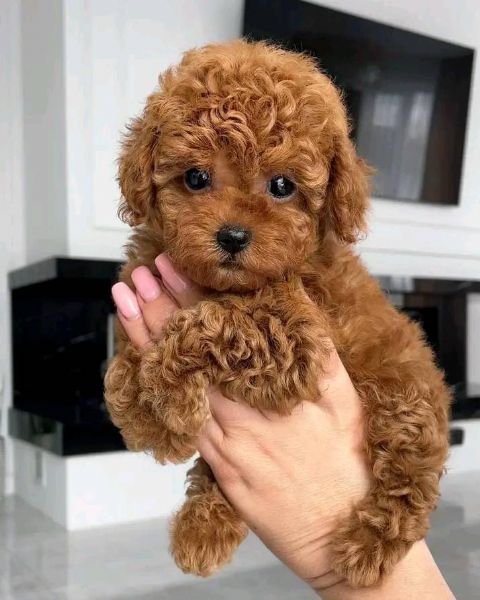 CUCCIOLI DI BARBONCINO TAGLIA TOY | Foto 0
