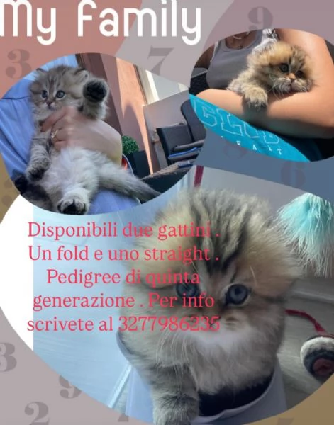 Vendo  cuccioli fold e straight 