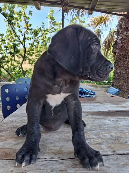 Cuccioli di Cane Corso  | Foto 2