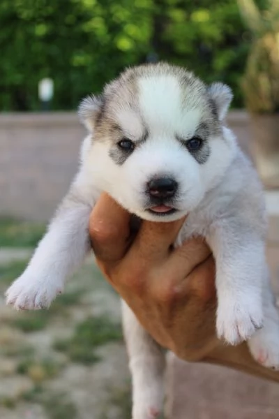 Cuccioli Siberian Husky con pedigree | Foto 1