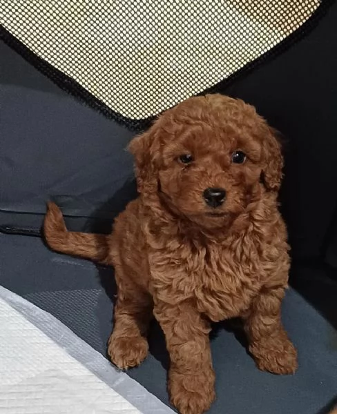 cuccioli di barboncino