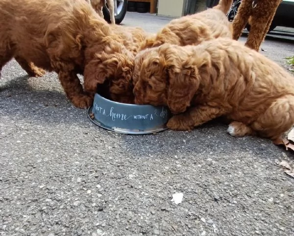 cuccioli di barboncino | Foto 0