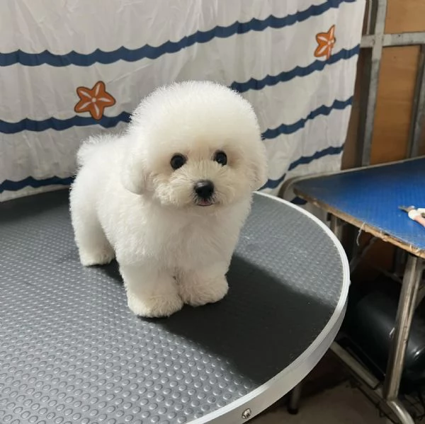 Barboncino Toy maschi e femmine | Foto 0