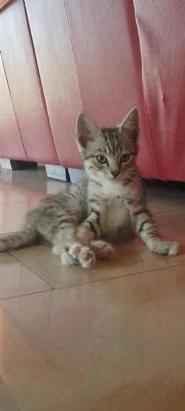 Gattini abbandonati 