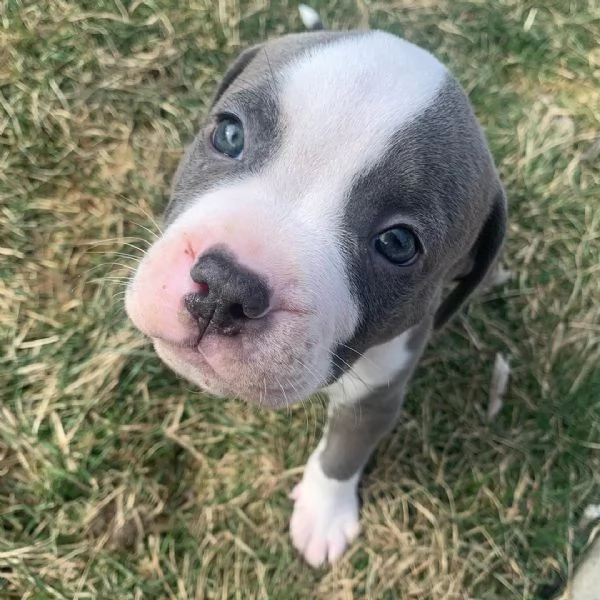 Cuccioli di pitbull dal naso blu