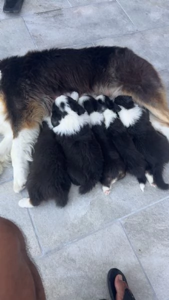  Cuccioli di Pastore Australiano 