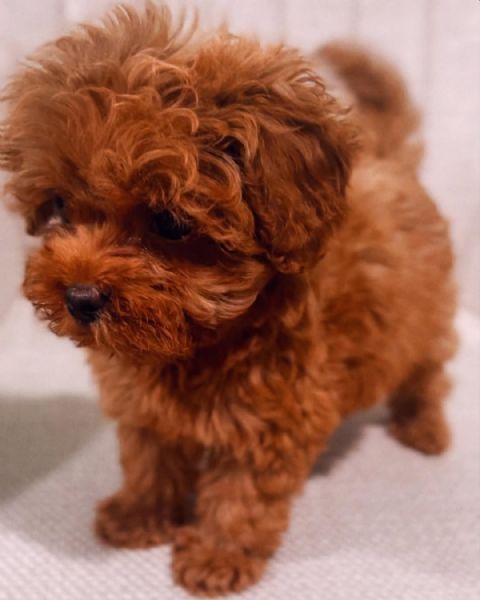 CUCCIOLI DI BARBONCINO TAGLIA TOY | Foto 0