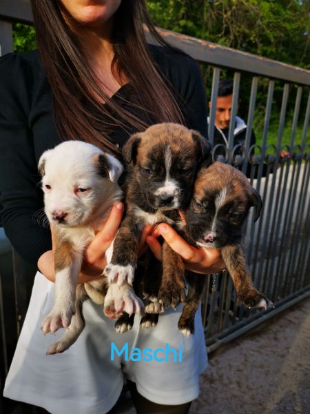 Cani meticci in regalo 