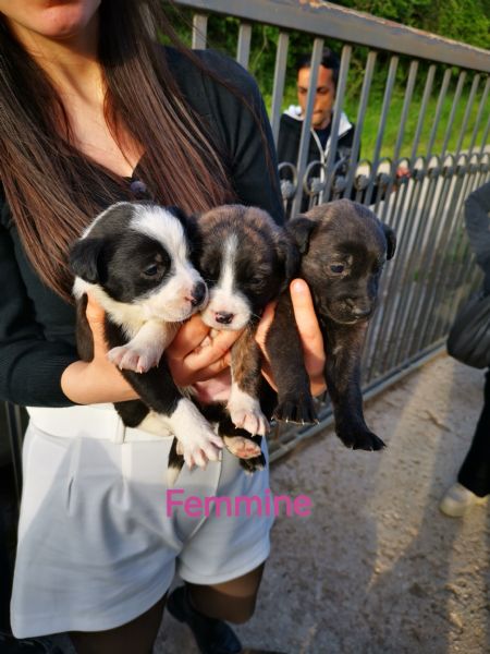 Cani meticci in regalo  | Foto 0
