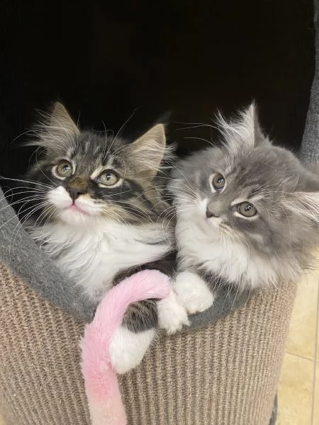 Gatti siberiani