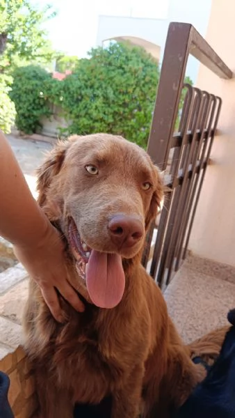 Regalo cani | Foto 0