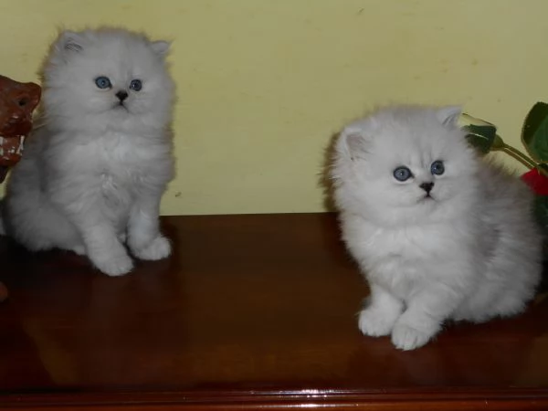 cucciolo di gatto persiano CHINCHILLASILVER