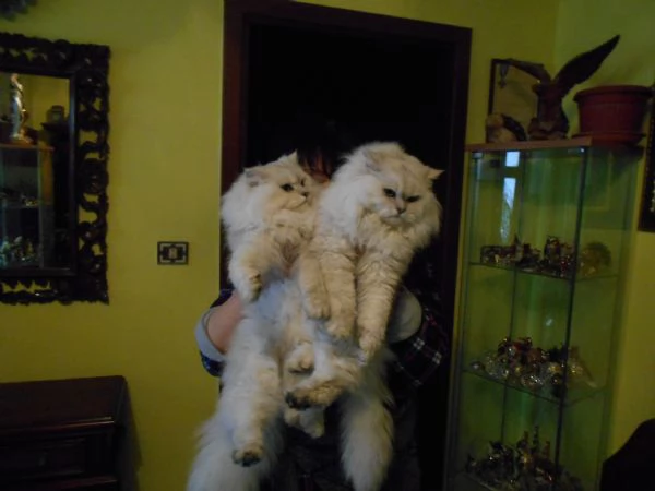 cucciolo di gatto persiano CHINCHILLASILVER | Foto 2