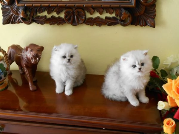 cucciolo di gatto persiano CHINCHILLASILVER | Foto 1