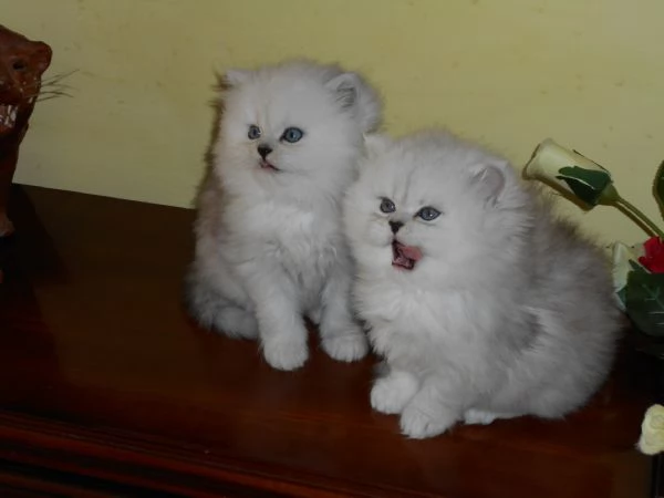 cucciolo di gatto persiano CHINCHILLASILVER | Foto 0