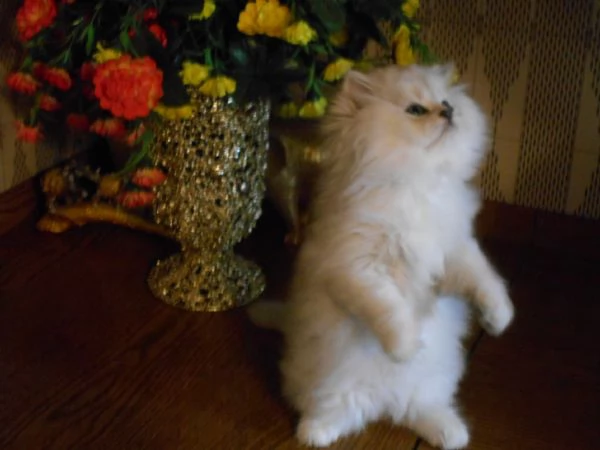Gattina PersianoChinchilla | Foto 3