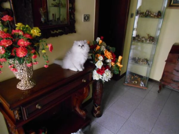 Gattina PersianoChinchilla | Foto 1