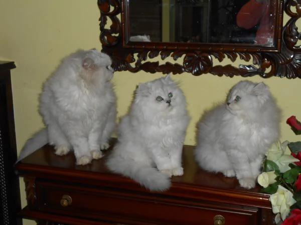 Gattina PersianoChinchilla | Foto 0