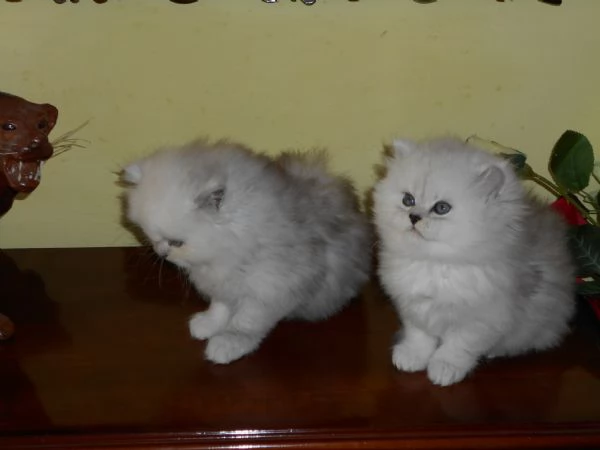 Persiano CHINCHILLASILVER | Foto 3