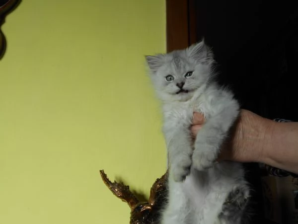 Cucciolo Persiano ChinchillaSilver