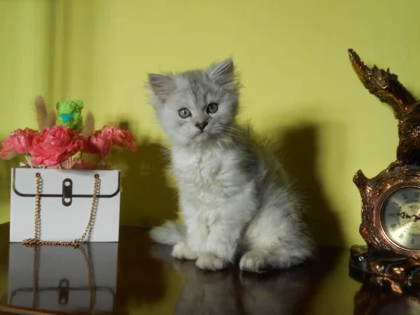 Cucciolo Persiano ChinchillaSilver | Foto 3