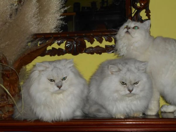 Cucciolo Persiano ChinchillaSilver | Foto 2