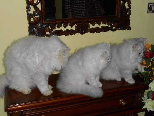 Cucciolo Persiano ChinchillaSilver | Foto 1