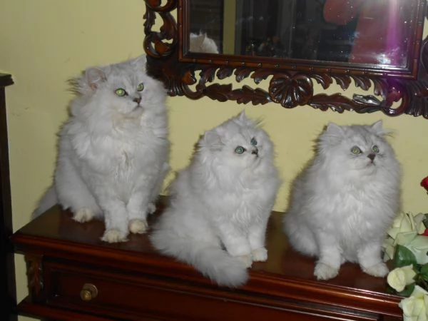 Cucciolo Persiano ChinchillaSilver | Foto 0