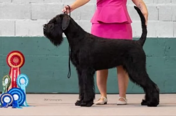 Cucciolata selezionata PEDIGREE ROSA Schnauzer gigante 