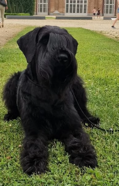 Cucciolata selezionata PEDIGREE ROSA Schnauzer gigante  | Foto 2