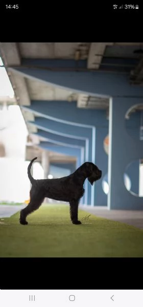 Schnauzer gigante Cucciolata selezionata PEDIGREE ROSA  | Foto 3