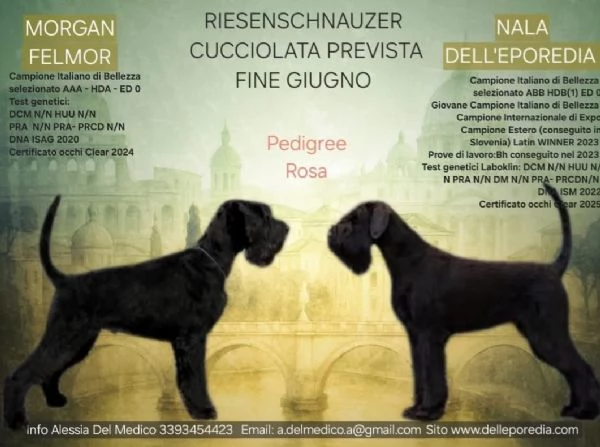 Schnauzer gigante Cucciolata selezionata PEDIGREE ROSA  | Foto 2