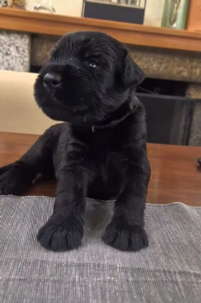 Schnauzer gigante Cucciolata selezionata PEDIGREE ROSA  | Foto 1