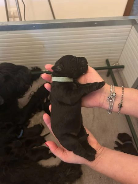 Cucciolata selezionata PEDIGREE ROSA Schnauzer gigante  | Foto 1