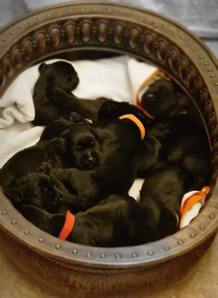 Cucciolata selezionata PEDIGREE ROSA Schnauzer gigante  | Foto 0