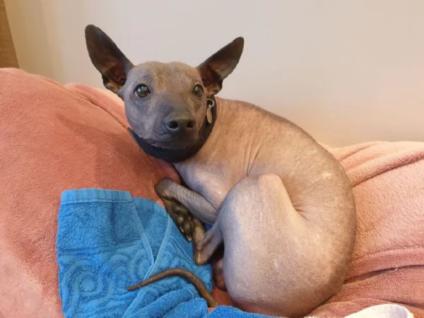 Adorabile cucciolo maschio di xoloitzcuintli | Foto 1
