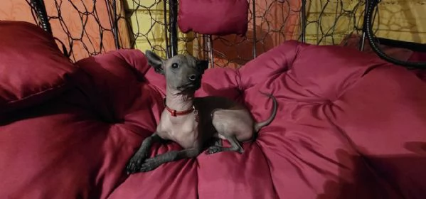Adorabile cucciolo maschio di xoloitzcuintli | Foto 0