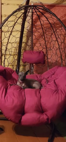 Adorabile cucciolo maschio di xoloitzcuintli