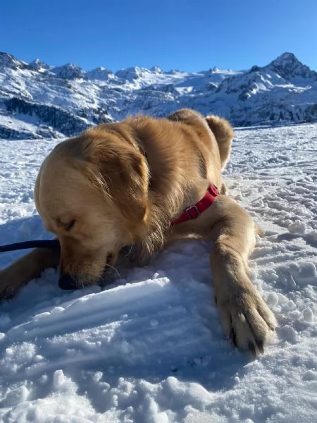 Cuccioli di Golden retriever | Foto 6