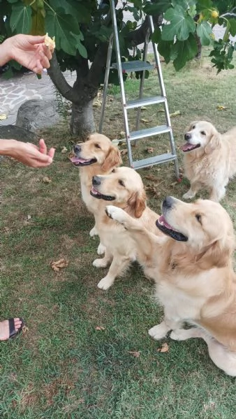 Cuccioli di Golden retriever | Foto 5
