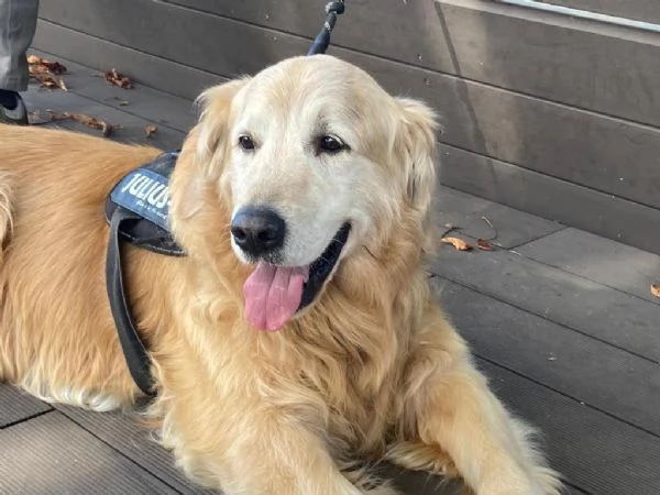 Cuccioli di Golden retriever | Foto 4
