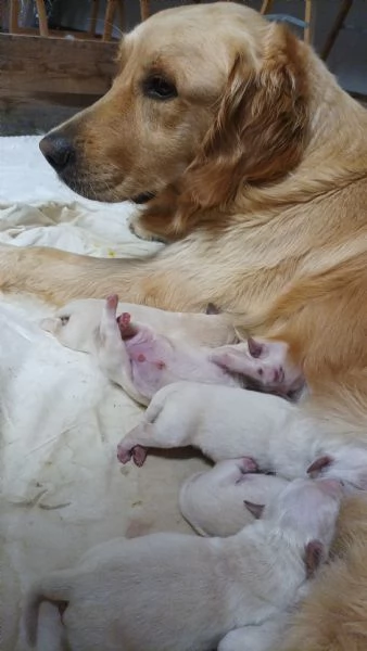 Cuccioli di Golden retriever