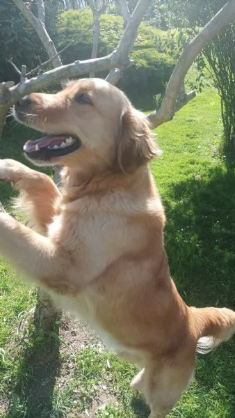 Cuccioli di Golden retriever | Foto 2