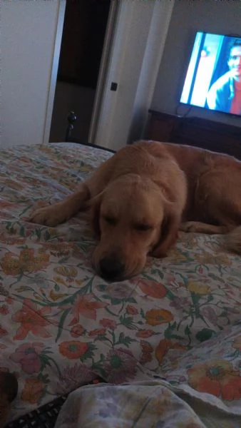 Cuccioli di Golden retriever | Foto 1